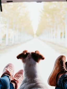 Kamperen met de hond Kamperen met de hond