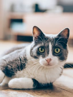 Tipps rund um die Katzenhaltung Tipps rund um die Katzenhaltung