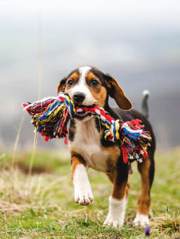 Erste Schritte mit einem neuen Hund