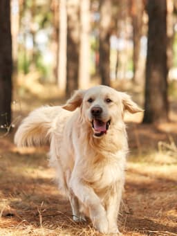 Erster Hund: Tipps zur Anschaffung