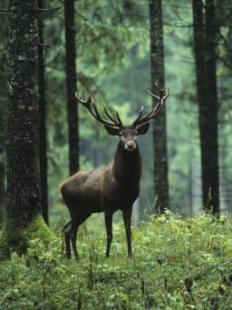 Begegnung mit Wildtieren Begegnung mit Wildtieren