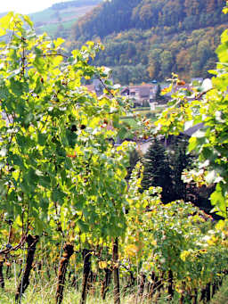 Weinregion Aargau