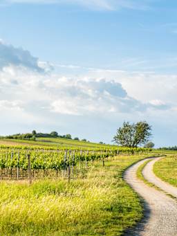 Weinregion Burgenland Weinregion Burgenland
