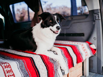 Kamperen met de hond − hond kijkt nieuwsgierig vanuit de kofferbak van een auto. Kamperen met de hond − hond kijkt nieuwsgierig vanuit de kofferbak van een auto.