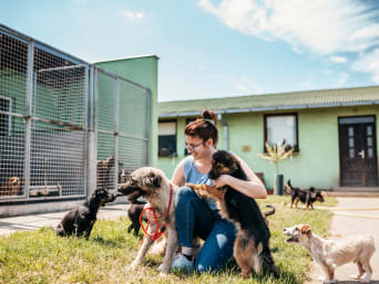 Ehrenamt Tierheim: Junge Frau betreut Hunde im Außenbereich.  Ehrenamt Tierheim: Junge Frau betreut Hunde im Außenbereich.