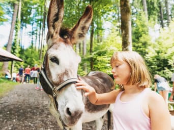Omgaan met dieren - Meisje aait een ezel.  Omgaan met dieren - Meisje aait een ezel.