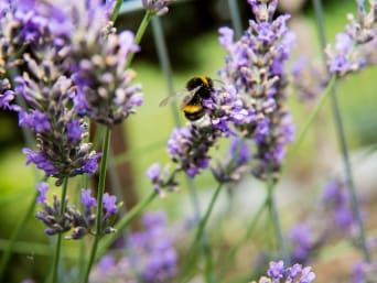 Bienenfreundliche Pflanzen – Eine Hummel sucht nach Nektar auf einer Lavendelblüte. Bienenfreundliche Pflanzen – Eine Hummel sucht nach Nektar auf einer Lavendelblüte.