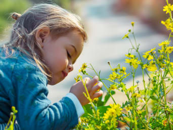 Kinder im Garten: Kleines Mädchen schaut sich aufmerksam gelbe Blumen an. Kinder im Garten: Kleines Mädchen schaut sich aufmerksam gelbe Blumen an.