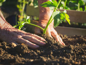 Zelfvoorzienende moestuin – Een man plant een gewas in zijn groentemoestuin. Zelfvoorzienende moestuin – Een man plant een gewas in zijn groentemoestuin.