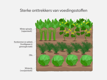 Sterke onttrekkers van voedingsstoffen – informatiegrafiek over de wisselteelt in de moestuin. Sterke onttrekkers van voedingsstoffen – informatiegrafiek over de wisselteelt in de moestuin.