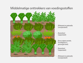 Middelmatige onttrekkers van voedingsstoffen – informatiegrafiek over de wisselteelt in de moestuin. Middelmatige onttrekkers van voedingsstoffen – informatiegrafiek over de wisselteelt in de moestuin.