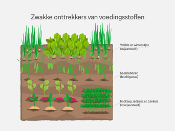 Zwakke onttrekkers van voedingsstoffen – informatiegrafiek over de wisselteelt in de moestuin. Zwakke onttrekkers van voedingsstoffen – informatiegrafiek over de wisselteelt in de moestuin.