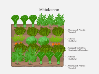 Mittelzehrer – Informationsgrafik zur Fruchtfolge im Garten. Mittelzehrer – Informationsgrafik zur Fruchtfolge im Garten.