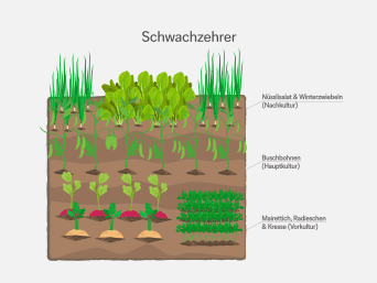 Schwachzehrer – Informationsgrafik zur Fruchtfolge im Garten. Schwachzehrer – Informationsgrafik zur Fruchtfolge im Garten.