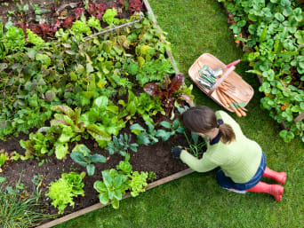 Zelfvoorzienende tuin: tuinier oogst van de moestuin met gemengd teelt. Zelfvoorzienende tuin: tuinier oogst van de moestuin met gemengd teelt.