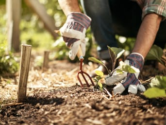 Sicherheit im Garten: Gärtner trägt Arbeitshandschuhe bei der Arbeit mit einer Blumengabel. Sicherheit im Garten: Gärtner trägt Arbeitshandschuhe bei der Arbeit mit einer Blumengabel.