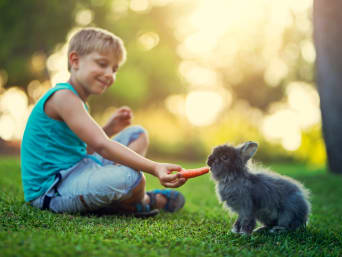Welches Haustier für Kinder – Junge füttert Zwergkaninchen im Garten. Welches Haustier für Kinder – Junge füttert Zwergkaninchen im Garten.