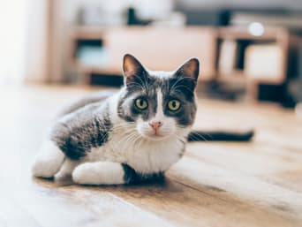 Katzenhaltung – Wohnungskatze liegt auf dem Parkettboden. Katzenhaltung – Wohnungskatze liegt auf dem Parkettboden.