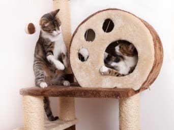 Katze als Haustier – Wohnungskatzen benötigen ausreichend Beschäftigung. Katze als Haustier – Wohnungskatzen benötigen ausreichend Beschäftigung.