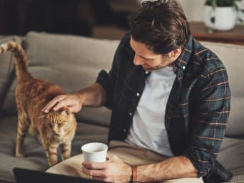 Katzen in der Wohnung halten – Katzen sollten sich in der Wohnung frei bewegen können. Katzen in der Wohnung halten – Katzen sollten sich in der Wohnung frei bewegen können.