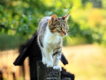 Katze Freigänger – Ob eine Katze als Freigänger gehalten wird, sollte vor der Anschaffung feststehen. Katze Freigänger – Ob eine Katze als Freigänger gehalten wird, sollte vor der Anschaffung feststehen.