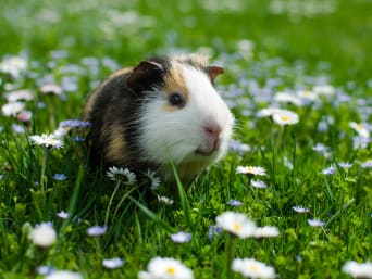 Kleintiere halten – Nagetiere und Kaninchen benötigen ausreichend Platz. Kleintiere halten – Nagetiere und Kaninchen benötigen ausreichend Platz.