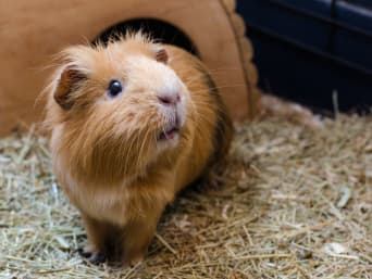 Meerschweinchen Haltung – Meerschweinchen sind eher ruhige und scheue Tiere.
