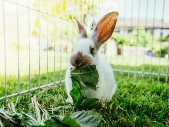 Kaninchen Haltung – Kaninchen benötigen ausreichend Platz und Auslauf.