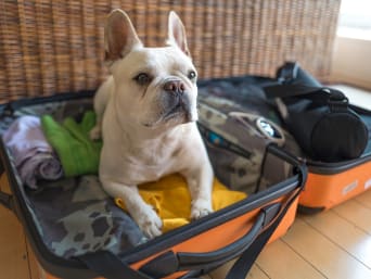 Ferien mit Haustier – Hunde können mit in die Ferien reisen. Ferien mit Haustier – Hunde können mit in die Ferien reisen.