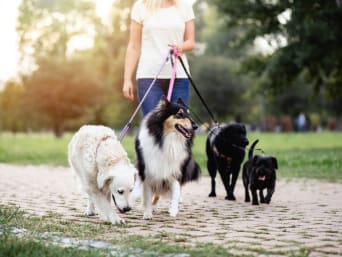 Tierbetreuung während Ferien – Professionelle Tiersitterin geht mit Hunden spazieren. Tierbetreuung während Ferien – Professionelle Tiersitterin geht mit Hunden spazieren.