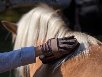 Reiten für Kinder: Pferd wird vor Reitunterricht gründlich geputzt. Reiten für Kinder: Pferd wird vor Reitunterricht gründlich geputzt.