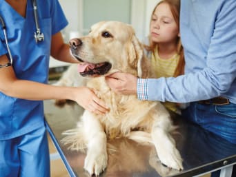 Hundekrankenversicherung sinnvoll: Hund wird beim Tierarzt untersucht.