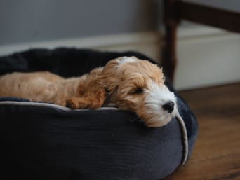 Wohnung welpensicher machen: Welpe schläft in seinem Hundekorb.