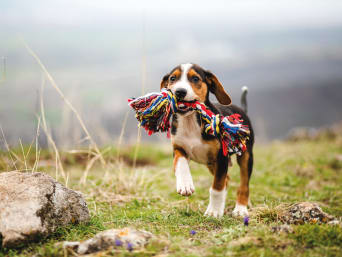 Welpen eingewöhnen: Junger Hund mit einem Spieltau. 