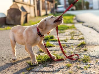 Hunde-Erziehung: Welpe beißt in seine Leine.