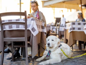 Alltag mit Hund: Hund wartet im Café.