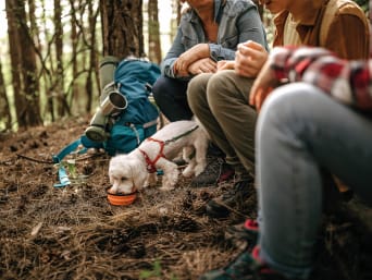 Hund beschäftigen und auslasten: Familie mit Hund macht Rast bei einer Wanderung.