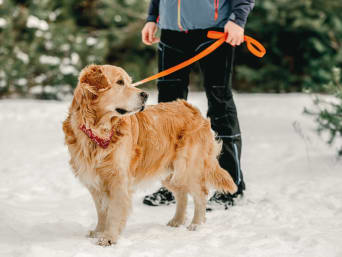 Hund im Winter: Hund bei einem Spaziergang im Schnee.