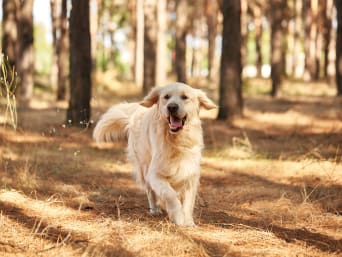 Hund ja oder nein: Golden Retriever rennt im Freilauf durch den Wald. Hund ja oder nein: Golden Retriever rennt im Freilauf durch den Wald.