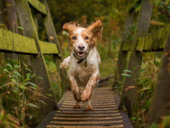 Hund ist weggelaufen, was tun? – Ein Hund rennt allein durch den Wald. Hund ist weggelaufen, was tun? – Ein Hund rennt allein durch den Wald.