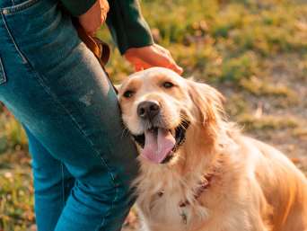 Hund gefunden: Ein entlaufener Hund und sein Besitzer sind wieder vereint. Hund gefunden: Ein entlaufener Hund und sein Besitzer sind wieder vereint.