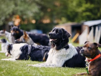 Welcher Hund passt zu mir – verschiedene Hunderassen beim Training.