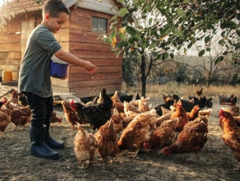 Ferien auf dem Bauernhof mit Kindern: Kleiner Junge füttert Hühner. Ferien auf dem Bauernhof mit Kindern: Kleiner Junge füttert Hühner.