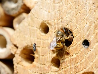 Insektenhotel – Wildbiene baut ein Nest im Insektenhotel. Insektenhotel – Wildbiene baut ein Nest im Insektenhotel.