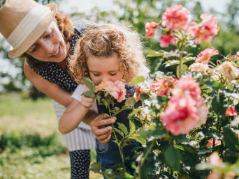 Kleines Mädchen riecht an einem Rosenbusch im Garten. Kleines Mädchen riecht an einem Rosenbusch im Garten.