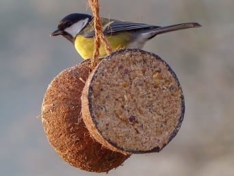 Vogelfutter selber machen – Halbe Kokkusnussschale mit Vogelfutter gefüllt. Vogelfutter selber machen – Halbe Kokkusnussschale mit Vogelfutter gefüllt.
