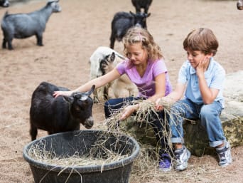 Streichelzoo – Kinder im Streichelzoo-Gehege mit Ziegen. Streichelzoo – Kinder im Streichelzoo-Gehege mit Ziegen.