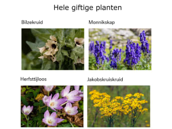 Hele giftige pflanzen