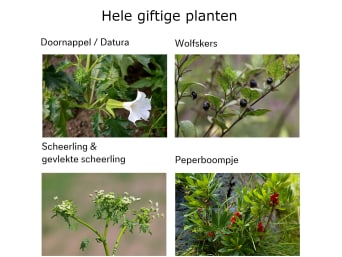 Hele giftige planten