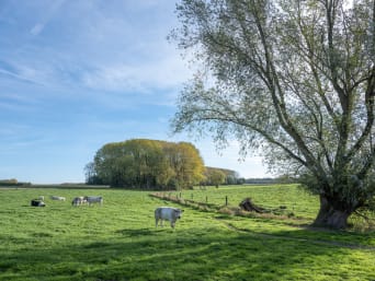 Dieren in de natuur op de Ardennen.  Dieren in de natuur op de Ardennen.
